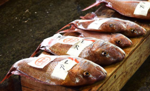 鯛の旬は二つある!