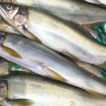 初夏の魚といえば鮎(あゆ)