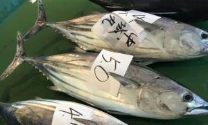久礼漁港(高知県)