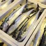 春の漁師めし~淡路島の生さわら丼~