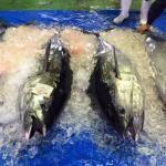 マグロ大国・ニッポンの光と影…マグロあれこれ(その2)