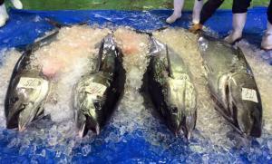 マグロ大国・ニッポンの光と影…マグロあれこれ(その2)