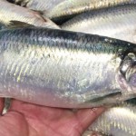 伝説の魚ニシン~あれからニシンは何処へ行ったやら~