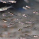 魚を作り育てる漁業~栽培漁業~