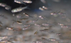 魚を作り育てる漁業～栽培漁業～