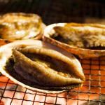 アワビの親戚…夏が旬の貝トコブシ
