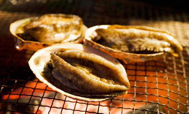 アワビの親戚…夏が旬の貝トコブシ