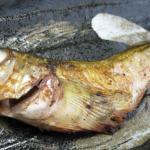 日本海沿岸の人々と風土文化を共に生きている魚・ハタハタ (その1)