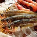 日本海沿岸の人々と風土文化を共に生きている魚・ハタハタ (その2)