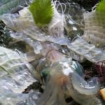 日本のイカはなぜ美味しいのか