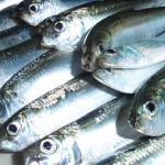 サッパ(拶双魚)