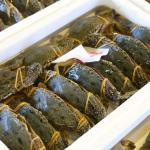 食用ガニの元祖は私です…ガザミ