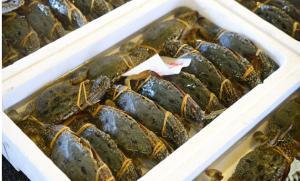 食用ガニの元祖は私です…ガザミ