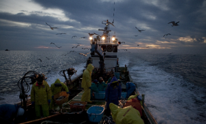 私が合羽に着替えたら…漁師体験記(その3)