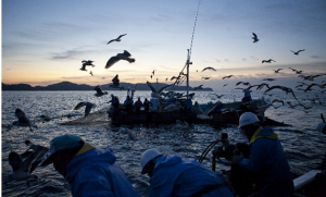 私が合羽に着替えたら…漁師体験記(その4)