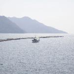 魚の初期種苗生産で大切なこと…仔魚の離乳食 その1