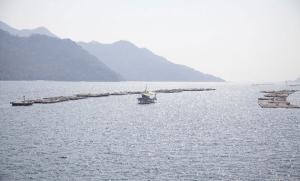 魚の初期種苗生産で大切なこと…仔魚の離乳食 その1