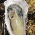 今が旬❗️サロマの牡蠣