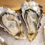 鹿児島県で岩牡蠣の種苗生産開始とその副産物