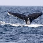 静岡でザトウクジラが迷い込む