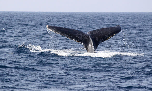 静岡でザトウクジラが迷い込む
