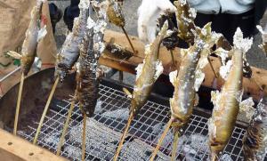 加茂川のアマゴ