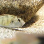 魚の謎~魚だって右利き・左利きがあるんだぞ!~