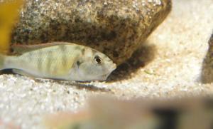 魚の謎~魚だって右利き・左利きがあるんだぞ!~