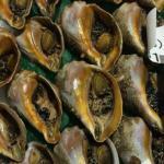 ミギマキタテゴトナシボラ