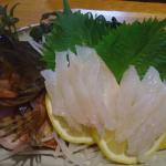 春の魚。カサゴ