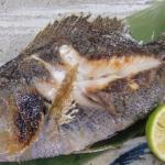 梅雨が旬の魚・イサキ