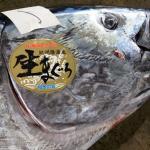 クロマグロの名門水揚げ漁協の破たんとクロマグロの今後