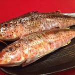 今日の魚 ヒメジ