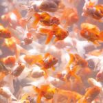 魚にも手術を!