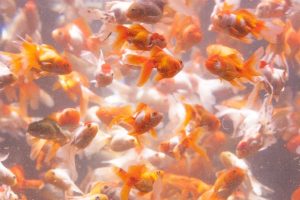 魚にも手術を!