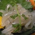 シラウオの春告げ