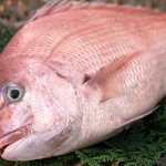 マダイあれこれ その4