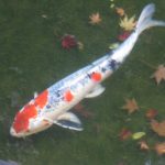 コイのおはなし 002