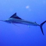 魚の遊泳速度を知るには?
