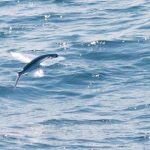 トビウオと夏 その3