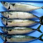 魚を沢山食べる人はうつ病のリスクが減る!?