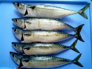 魚を沢山食べる人はうつ病のリスクが減る!?