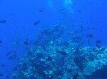 平塚漁協が取り組んだ第6次産業の布石 その1