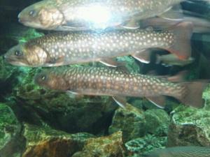 平塚漁協が取り組んだ第6次産業の布石　その6