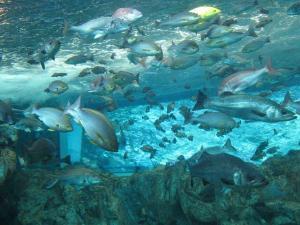 平塚漁協が取り組んだ第6次産業の布石　その7