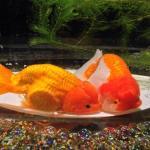 魚の体温と水温 その4