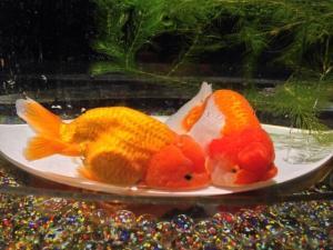 魚の体温と水温　その4