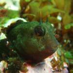 魚のフェロモン その1