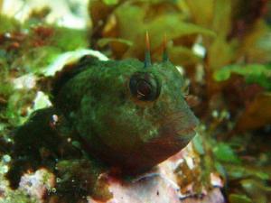 魚のフェロモン　その1