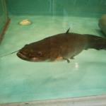 魚のフェロモン その3